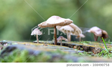 Group of brown mushrooms in a forest at autumn Group of brown mushrooms in a forest at autumn 108490758