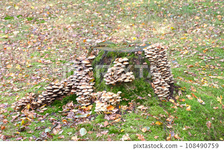 Group of brown mushrooms in a forest at autumn Group of brown mushrooms in a forest at autumn 108490759