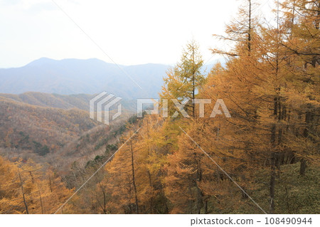 Scenery of a larch forest with yellow leaves 108490944