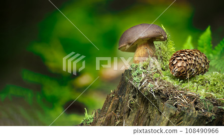 Wild Boletus badius mushroom growing on moss covered stump Wild Boletus badius mushroom growing on moss covered stump 108490966
