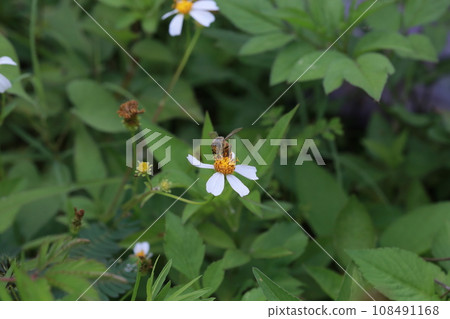 收集花粉的蜜蜂 108491168