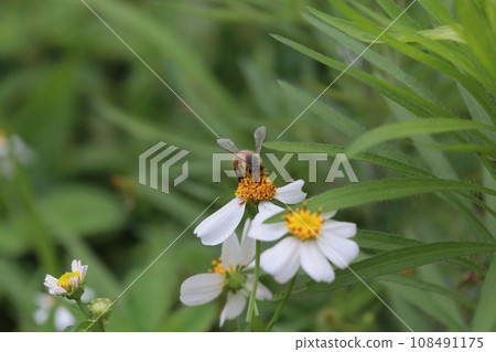 Bee collecting pollen Bee collecting pollen 108491175