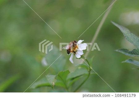 收集花粉的蜜蜂 收集花粉的蜜蜂 108491179