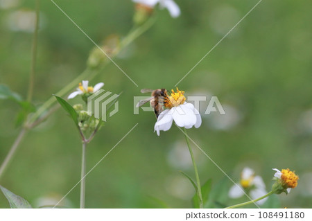 Bee collecting pollen 108491180