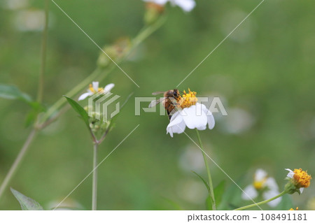 Bee collecting pollen Bee collecting pollen 108491181