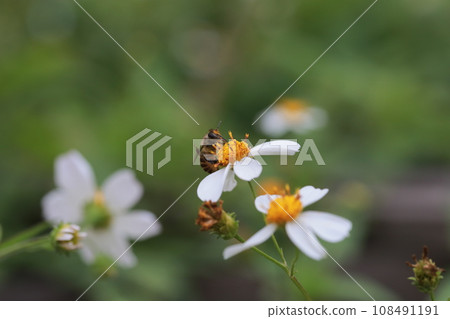 Bee collecting pollen Bee collecting pollen 108491191
