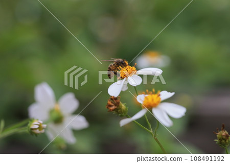 Bee collecting pollen Bee collecting pollen 108491192