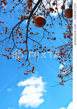柿子堅果和秋天天空 108491329