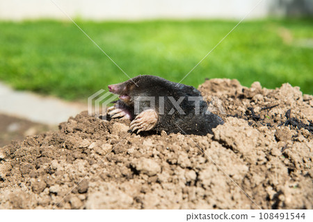 European mole destroying lawn in the garden European mole destroying lawn in the garden 108491544