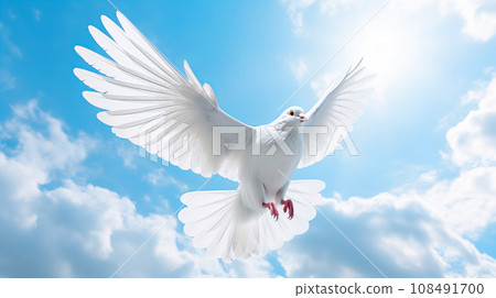 A white pigeon A white pigeon 108491700