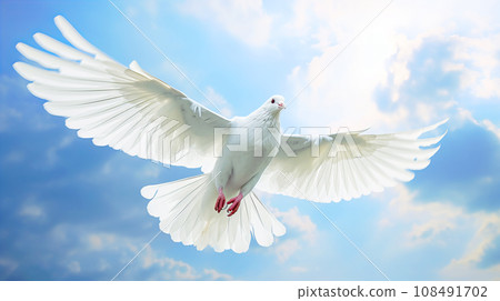 A white pigeon 108491702