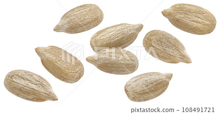 Falling peeled sunflower seeds isolated on white background 108491721