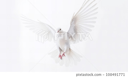 A white pigeon 108491771