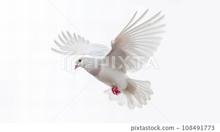 A white pigeon A white pigeon 108491773