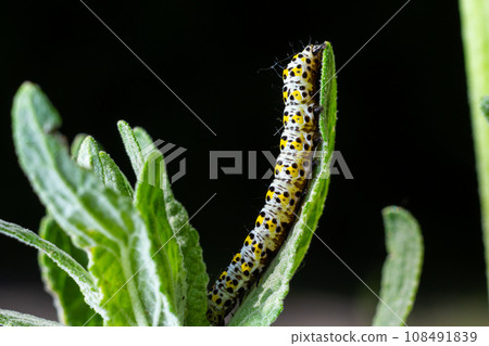 Mullein Cucullia verbasci Caterpillars feeding on garden flower leaves Mullein Cucullia verbasci Caterpillars feeding on garden flower leaves 108491839