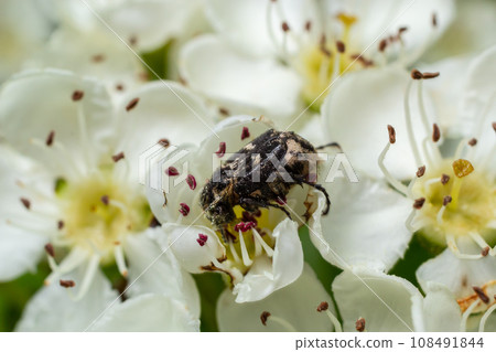 White spotted rose beetle 108491844