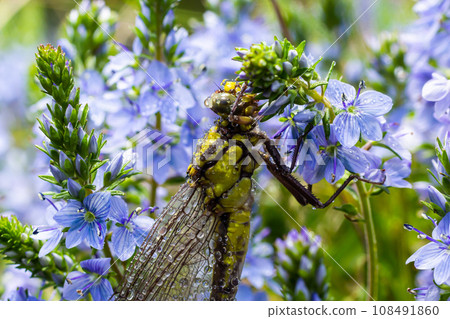 Dragonfly Gomphus vulgatissimus in front of green background macro shot with dew. on the wings. Blue flowers in the morning of a sunny summer day Dragonfly Gomphus vulgatissimus in front of green background macro shot with dew. on the wings. Blue flowers in the morning of a sunny summer day 108491860