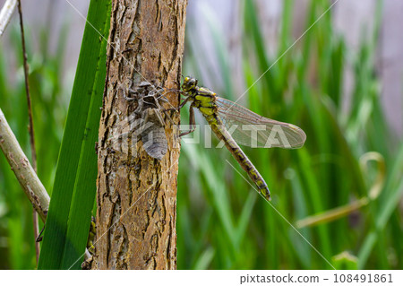 Larval dragonfly grey shell. Nymphal exuvia of Gomphus vulgatissimus. White filaments hanging out of exuvia are linings of tracheae. Exuviae, dried outer casing on blade of grass Larval dragonfly grey shell. Nymphal exuvia of Gomphus vulgatissimus. White filaments hanging out of exuvia are linings of tracheae. Exuviae, dried outer casing on blade of grass 108491861