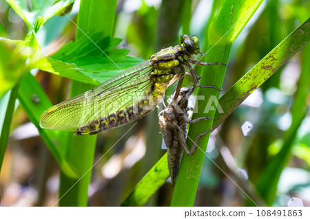 Larval dragonfly grey shell. Nymphal exuvia of Gomphus vulgatissimus. White filaments hanging out of exuvia are linings of tracheae. Exuviae, dried outer casing on blade of grass 108491863
