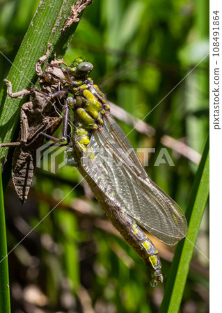 Larval dragonfly grey shell. Nymphal exuvia of Gomphus vulgatissimus. White filaments hanging out of exuvia are linings of tracheae. Exuviae, dried outer casing on blade of grass Larval dragonfly grey shell. Nymphal exuvia of Gomphus vulgatissimus. White filaments hanging out of exuvia are linings of tracheae. Exuviae, dried outer casing on blade of grass 108491864