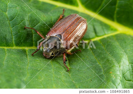 The crunch of the melolontha melolontha insect on a tree branch. Animal wildlife background The crunch of the melolontha melolontha insect on a tree branch. Animal wildlife background 108491865