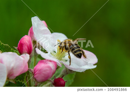 A bee collects pollen near a flower. A bee flies over a flower in a blur background A bee collects pollen near a flower. A bee flies over a flower in a blur background 108491866