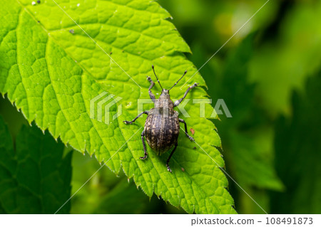 Macro of a Snout Beetle resting on a leaf 108491873