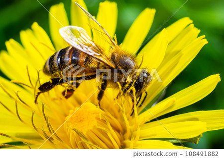 A bee collects pollen near a flower. A bee flies over a flower in a blur background A bee collects pollen near a flower. A bee flies over a flower in a blur background 108491882