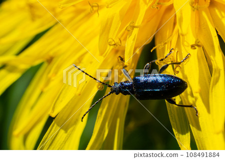 The longhorn beetle Callidium violaceum on a yellow flower 108491884