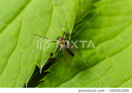 species of pest fly from the family Chloropidae. It is also known as the chloropid gout fly or barley gout fly. It is an oligophagous pest of cereal crops species of pest fly from the family Chloropidae. It is also known as the chloropid gout fly or barley gout fly. It is an oligophagous pest of cereal crops 108491890