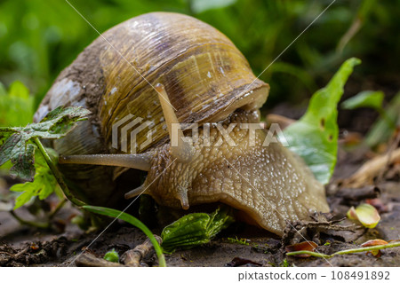 Helix pomatia also Roman snail, Burgundy snail, edible snail or escargot, is a species of large, edible, air-breathing land snail, a terrestrial pulmonate gastropod mollusk in the family Helicidae Helix pomatia also Roman snail, Burgundy snail, edible snail or escargot, is a species of large, edible, air-breathing land snail, a terrestrial pulmonate gastropod mollusk in the family Helicidae 108491892
