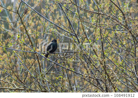 A male common starling Sturnus vulgaris displays his colors on a tree branch A male common starling Sturnus vulgaris displays his colors on a tree branch 108491912