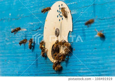 Group of bees near a beehive, in flight. Wooden beehive and bees. Bees fly out and fly into the round entrance of a wooden vintage beehive in an apiary close up view 108491919