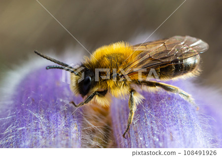 A bee collects pollen near a flower. A bee flies over a flower in a blur background 108491926