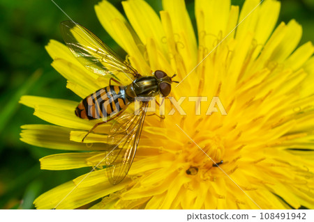 Marmalade Hoverfly Episyrphus balteatus distinctive orange black pattern, resting on yellow flower, green background Marmalade Hoverfly Episyrphus balteatus distinctive orange black pattern, resting on yellow flower, green background 108491942