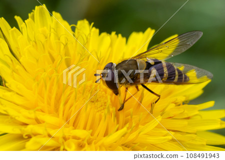 Marmalade hoverfly, Episyrphus balteatus, posed on a yellow flower Marmalade hoverfly, Episyrphus balteatus, posed on a yellow flower 108491943