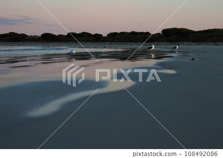 Seagulls on the beach at dusk 108492086