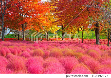 北海道的壯麗景色:尤尼花園的地膚山 北海道的壯麗景色:尤尼花園的地膚山 108492173