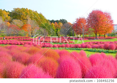 北海道的壯麗景色：尤尼花園的地膚山 108492256