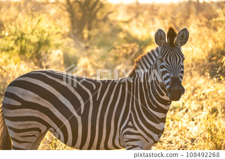 Wild zebra close ups in Kruger National Park, South Africa Wild zebra close ups in Kruger National Park, South Africa 108492268