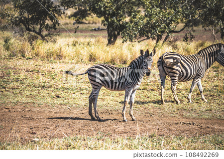 Wild zebra close ups in Kruger National Park, South Africa Wild zebra close ups in Kruger National Park, South Africa 108492269