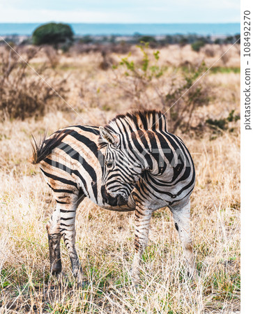 Wild zebra close ups in Kruger National Park, South Africa Wild zebra close ups in Kruger National Park, South Africa 108492270