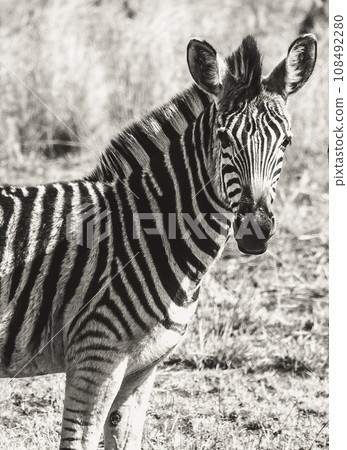 Wild zebra close ups in Kruger National Park, South Africa Wild zebra close ups in Kruger National Park, South Africa 108492280