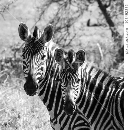 Wild zebra close ups in Kruger National Park, South Africa Wild zebra close ups in Kruger National Park, South Africa 108492283