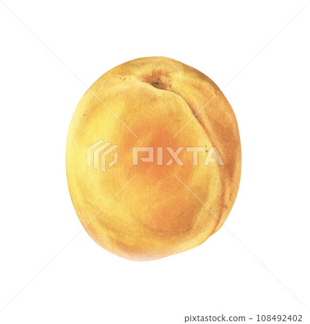Apricot Fruit. Watercolor botanical illustration of sweet food. Hand drawn clip art isolated on white background. Painting of orange peach for juice packaging. Drawing of plants for kitchen utensils Apricot Fruit. Watercolor botanical illustration of sweet food. Hand drawn clip art isolated on white background. Painting of orange peach for juice packaging. Drawing of plants for kitchen utensils 108492402