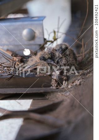 在陽台鳥巢出生的野生斑鳩幼鳥 108492421