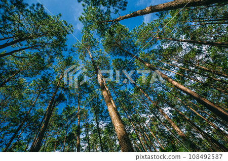 Nature landscape background of green canopy pine tree forest with blue sky 108492587