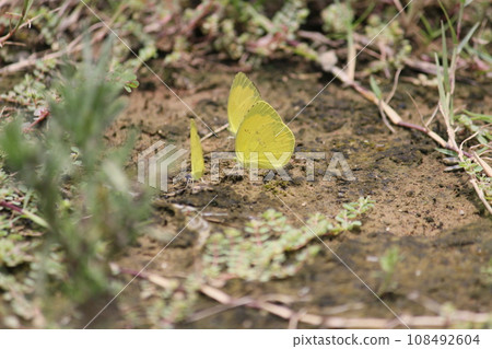 Yellow butterfly on the grass in the park 108492604