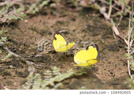 Yellow butterfly on the grass in the park 108492605