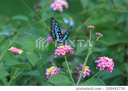 Magnolia swallowtail butterfly collecting nectar in flowers 108492739
